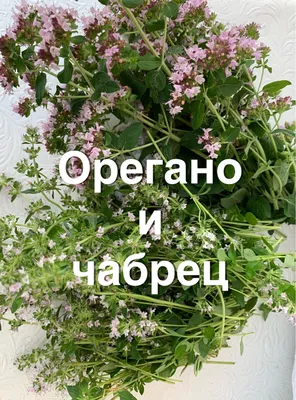 Чабрец трава цена 90 руб, инструкция, описание, полезные свойства, отзывы.  Чабрец трава купить в интернет-магазине “Русские Корни” с доставкой по  Москве, МО и РФ.