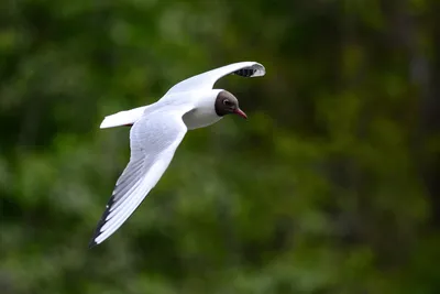 Живущей на Тоомпеа чайке по имени Стивен Сигалл открыли аккаунт в Instagram  | Культура | ERR