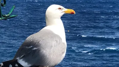 Чайка стоит на камне европейская серебристая чайка larus argentatus крупным  планом чайка стоит на камне у воды | Премиум Фото