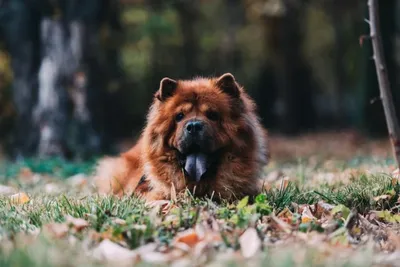 Чау-чау, фотографии Чау-чау | Chow chow dogs, Fluffy dogs, Chow chow