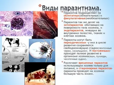 Иллюстрация вектора человеческие кишечные паразиты Иллюстрация вектора -  иллюстрации насчитывающей нематода, диаграмма: 112022920