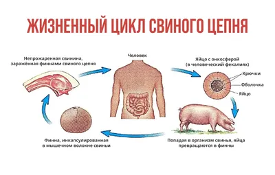 Клещ-паразит, живущий на коже, постепенно становится симбионтом -  Российская газета