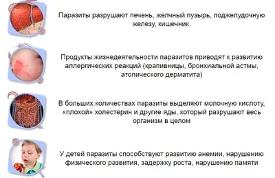 Паразиты из копролитов помогли впервые раскрыть диету неолитических собак  Смоленской области