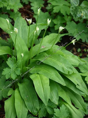 Лук медвежий - Лук - Луковичные культуры - Овощные культуры - GreenInfo.ru