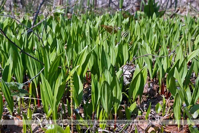 Камчатка фото: Лук охотский, или черемша, — Allium ochotense Prokh.  (семейство Луковые — Alliaceae) - Флора полуострова Камчатка -  Петропавловск-Камчатский, Камчатка фотография