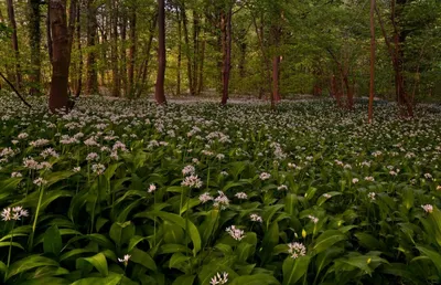 Черемша, лук медвежий (Allium ursinum)