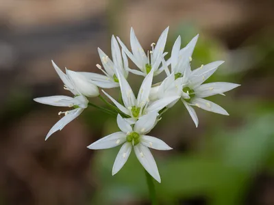 Лук охотский (черемша) — Allium ochotense Prokh. (семейство Луковые —  Alliaceae) | Фотографии: растения Камчатки | Фотографии Камчатки |  Камчатский край, Петропавловск-Камчатский — краеведческий сайт о Камчатке:  история Камчатки, география и этнография