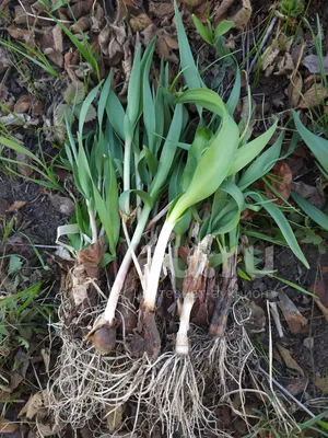 Черемша Allium Ursinum Называется Черемша Дикий Коулик Каулик Бакрам  Медвежий Лукпорей Произрастающий В Лесах Великобритании — стоковые  фотографии и другие картинки Антиоксидант - iStock