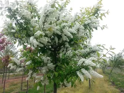 Черемуха Пышная купить саженцы в питомнике Заказ в сад