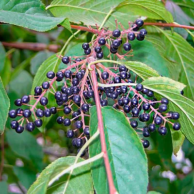 Черемуха Неубиенная (Prunus Neubiennaya) С7,5 — Питомник Летний сад