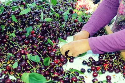 Чем отличается вишня от черешни | Новости и статьи ВкусВилл: Москва и  область