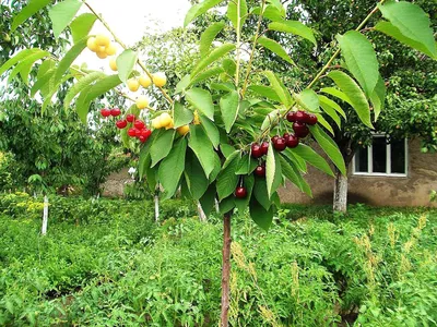 Черешня - Prunus avium. Уход за черешней описание сортов черешни,  выращивание, фото