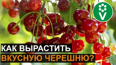 Вишня или черешня? Диетолог рассказала, какая ягода полезнее - РИА Новости  Спорт, 07.07.2021