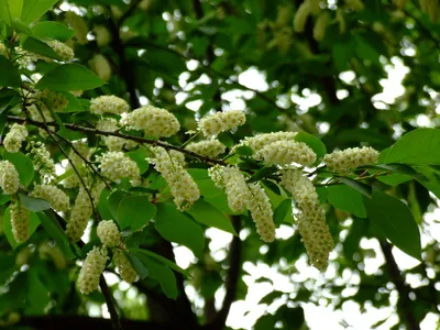 Черёмуха Маака (Prunus maackii)