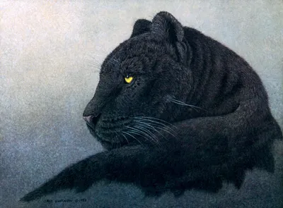 черная пантера стоковое изображение. изображение насчитывающей глушь -  14454639