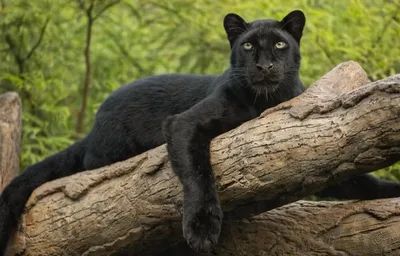 В Национальном парке Индии заметили редчайшую черную пантеру ⋆ НИА  \"Экология\" ⋆