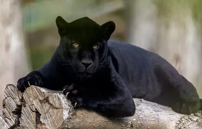 Как выглядит черная пантера? | Пикабу