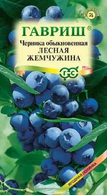 Черника: состав, полезные свойства и вред, виды черники