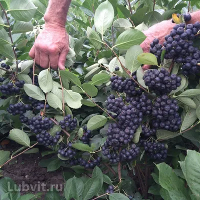 Черноплодная рябина: польза ягоды и особенности ее применения