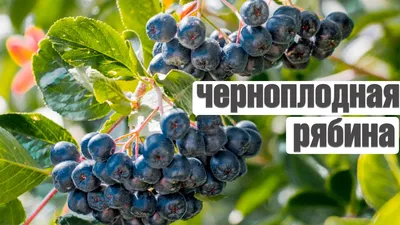 Черноплодная рябина замороженная, 500 г