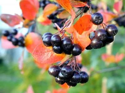 Арония черноплодная / Рябина черноплодная (Aronia melanocarpa) /НО 14-16 см  / ком (ID#922753622), цена: 3000 ₴, купить на Prom.ua