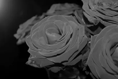 Купить обои Есения, белые цветы серебро черный фон - Обойная фабрика  «Континент»