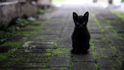 Black cat. Чёрный кот. PNG. | Gatinhos, Animais, Tatuagem de gato