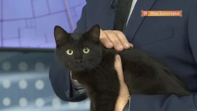 Найден черный кот на Кубинской ул., СПб | Pet911.ru