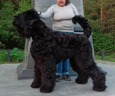 Русский черный терьер МЕЛОДИЯ ВЕСНЫ И ОДИН В ПОЛЕ ВОИН