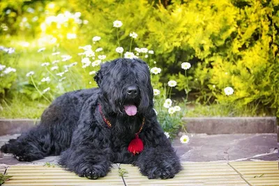 Чёрный терьер Гордей🥰 В груминг салоне ВЕРТИХВОСТИК ✂️🛁🐶 | Instagram