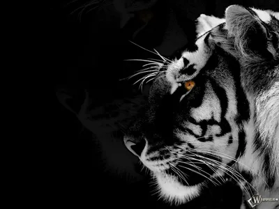 Наклейка Черный тигр на Стену – Купить | Виниловые стикеры из каталога  интернет магазина allstick.ru