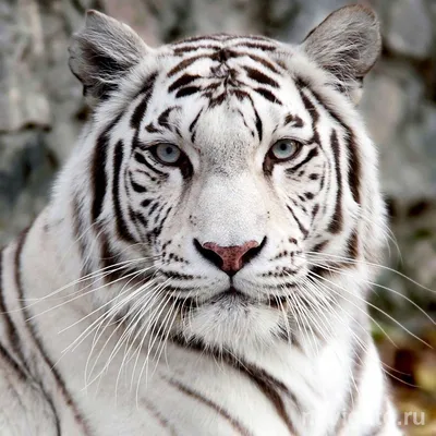 Серый и черный тигр, идущий по лесу · Бесплатные стоковые фото