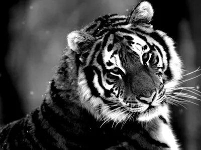 Пластырь Черный тигр цена 190 руб, инструкция, описание, полезные свойства,  отзывы. Пластырь Черный тигр купить в интернет-магазине “Русские Корни” с  доставкой по Москве, МО и РФ