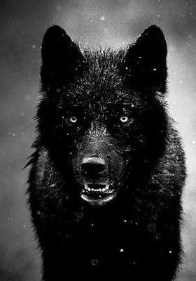 Black Wolf | Черный волк, Черные волки, Страшные животные