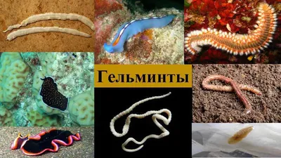 Dracunculus Medinensis Гвинейский Червь Личинка Первой Стадии Иллюстрация  Личинки Выводятся стоковое фото ©katerynakon 370931154