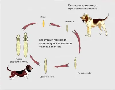 Ушной клещ у кошек, как бороться с паразитом