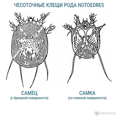 Чесоточный клещ: описание, среда обитания, размножение