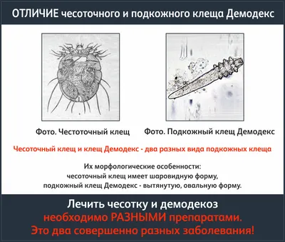 В Шымкенте с начала года отмечается снижение заболеваемости чесоткой —  Новости Шымкента