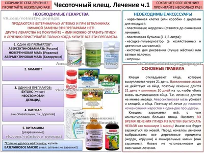 Чесоточный зудень. Как я переболел чесоткой | Кафедра зоологии | Дзен