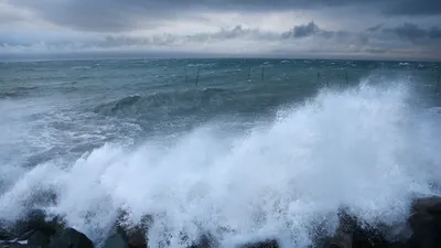 Может ли акула заплыть в Черное море?