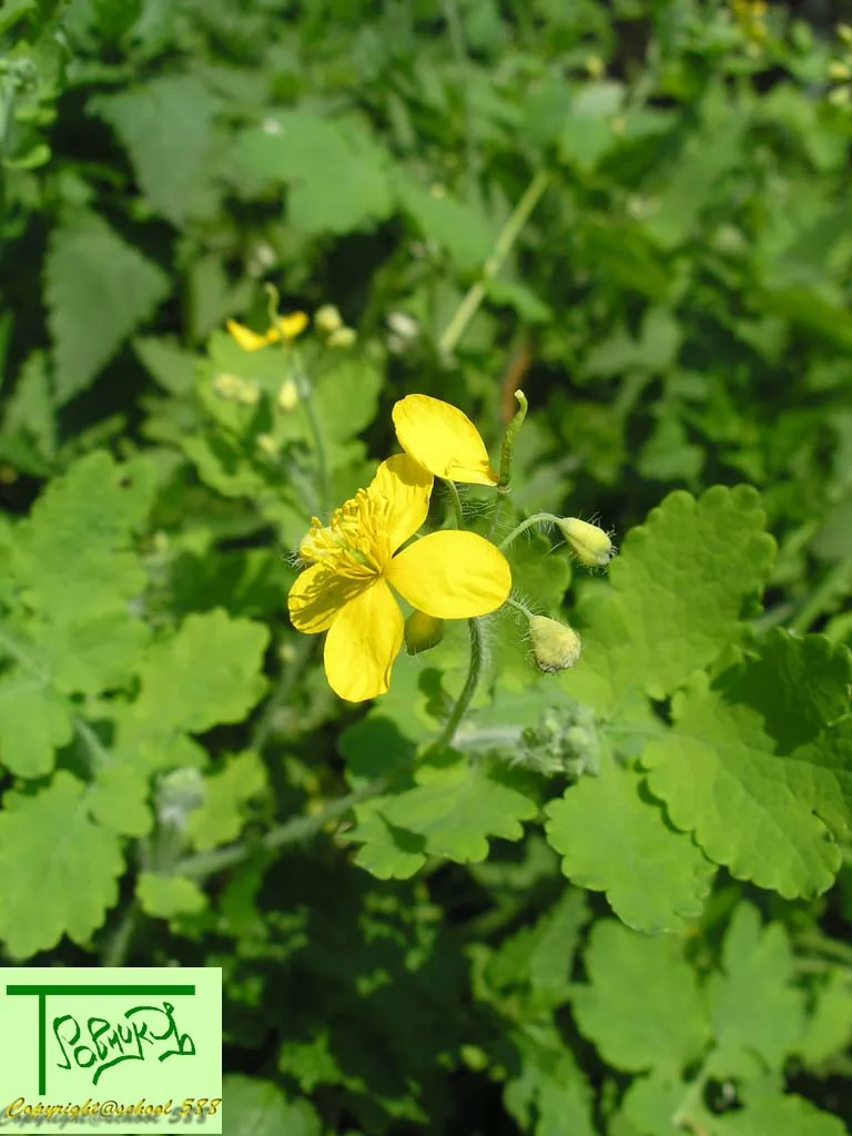 Chelidonium majus листья. Пыльца чистотела. Чистотел листья. Растения похожие на чистотел.