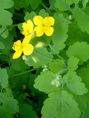 Чистотел большой (Chelidonium Majus)