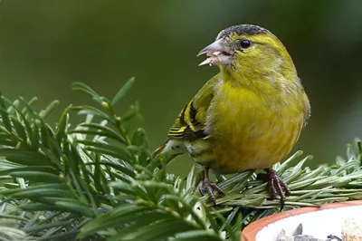 Чиж Spinus spinus Eurasian Siskin