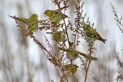 Охотник за семечками / Птица чиж (Carduelis spinus) Птичка чижик относится  к семейству вьюрковых отряда воробьиных Как все птицы этого отряда, она не  отличается большими размерами Длина ее тела обычно достигает 12