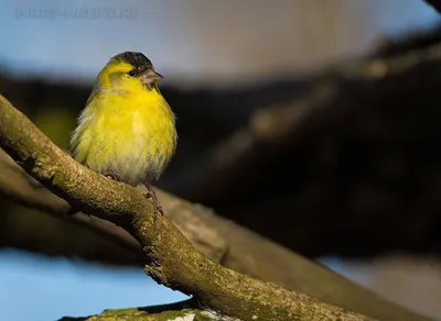 Чиж / птица,дерево,чижик