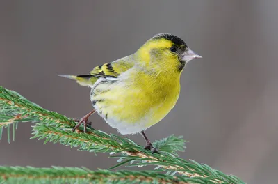 Чиж (Carduelis spinus). Фотогалерея птиц. Фотографии птиц России, Беларуси,  Украины, Казахстана, Таджикистана, Азербайджана.