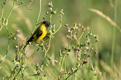 Фотокаталог птиц: Чиж (Carduelis spinus)