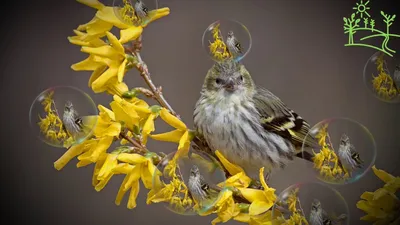 Чиж (Carduelis (Spinus) spinus) — Зоопарк «Лимпопо» г. Нижний Новгород –  Нижегородский зоопарк