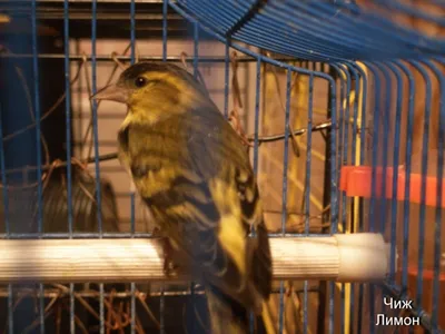 Pine Siskin ~ Сосновый Чиж / Сосно́вый чиж (лат Carduelis pinus) — птица  семейства вьюрковых отряда воробьинобразных Встречается в Северной Америке  Сосновый чиж достигает длины 13 см, имеет коричневатое оперение с бледной