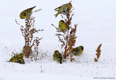 Чиж (Carduelis (Spinus) spinus) — Зоопарк «Лимпопо» г. Нижний Новгород –  Нижегородский зоопарк